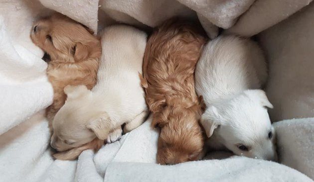 The five puppies are on the mend and will soon be available for adoption.