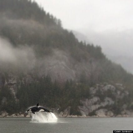 An orca <a href="http://www.huffingtonpost.ca/2014/03/16/orcas-dolphins-blind-channel-squamish_n_4976228.html" role="link" class=" js-entry-link cet-internal-link" data-vars-item-name="in Blind Channel" data-vars-item-type="text" data-vars-unit-name="5cd56451e4b07c574c711cbe" data-vars-unit-type="buzz_body" data-vars-target-content-id="/2014/03/16/orcas-dolphins-blind-channel-squamish_n_4976228.html" data-vars-target-content-type="feed" data-vars-type="web_internal_link" data-vars-subunit-name="before_you_go_slideshow" data-vars-subunit-type="component" data-vars-position-in-subunit="20">in Blind Channel</a> in Squamish.