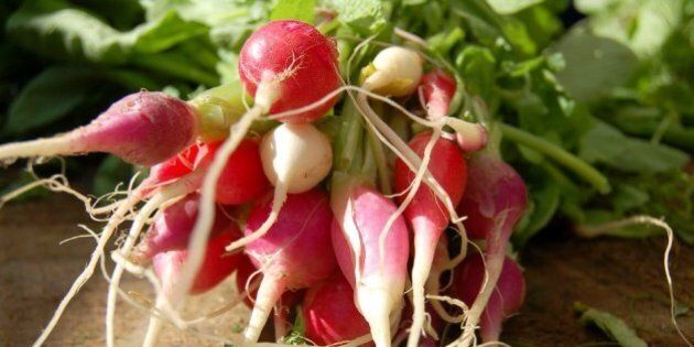 Organic baby radishes from Shagbark Farm (Rochester, NH) - from the Portsmouth Farmer's Market