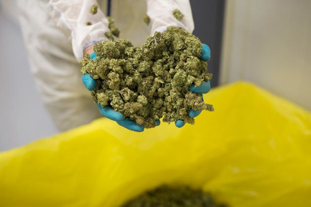 An employee displays cannabis buds for a photograph at the CannTrust Holding Inc. Niagara Perpetual Harvest facility in Pelham, Ont. o July 11, 2018.