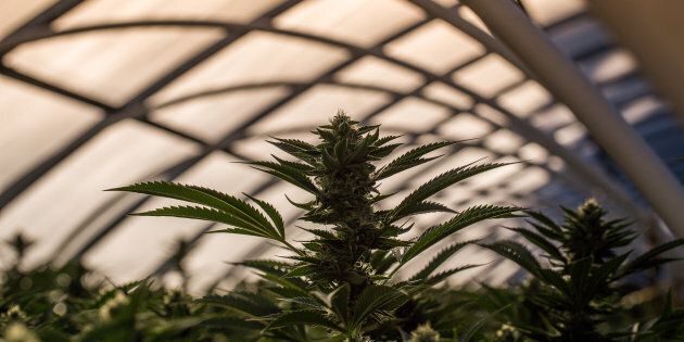 Most renters and homeowners aren't planning on growing cannabis at home when it becomes legal to do so in Canada.