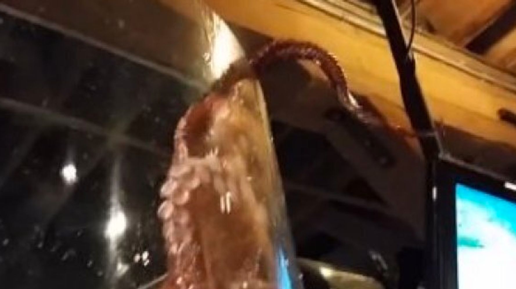 Octopus Tries To Escape Its Tank At Seattle Aquarium Video Huffpost