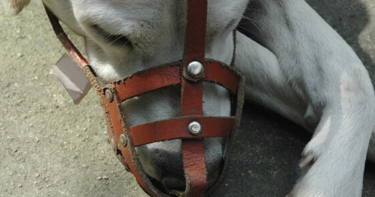 Calgary Dog Attacks Prompt Talk Of Muzzles, Fines, Breed Ban HuffPost