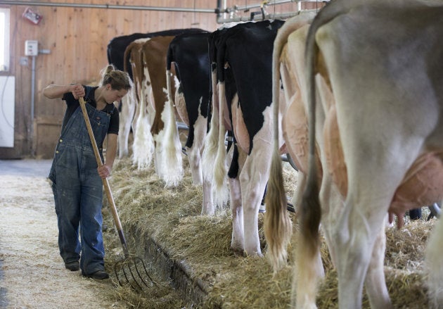 A farmer rakes hay at the Lookout dairy farm in North Hatley, Quebec, on Sept. 5, 2018.