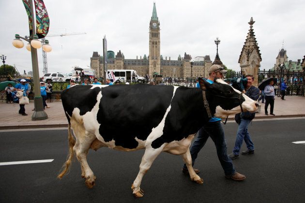 A farmer walks with his cow during a protest against imported dairy products in front of Parliament Hill in Ottawa on June 2, 2016.