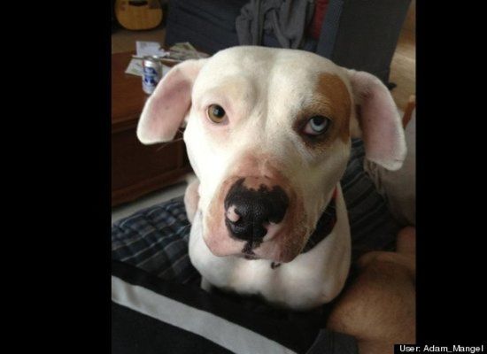 175-Pound Pit Bull Hulk Shatters Misconceptions About the Breed