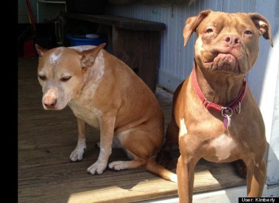 175-Pound Pit Bull Hulk Shatters Misconceptions About the Breed