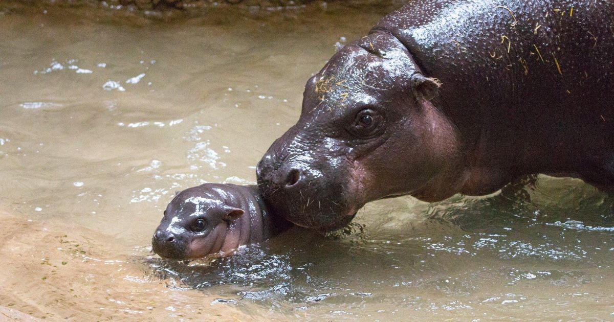 Toronto Zoo's Baby Pygmy Hippo Is Ready For Its Big Debut | HuffPost Life