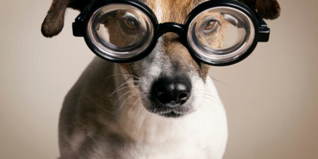 Serious Dog with Geek Glasses