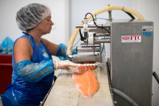 Nikki Cook pushes salmon filets through the vacuum pin bone remover at the Afishionado Fishmongers plant in Millbrook First Nation, N.S. on Aug. 1, 2018.