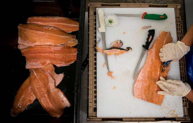 Nikki Cook debones salmon filets while doing the last stage of quality control at the Afishionado Fishmongers plant in Millbrook First Nation, N.S. on Aug. 1, 2018.