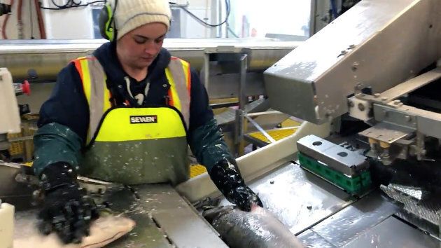 A worker moves fish down the processing line at Cooke Aquaculture.
