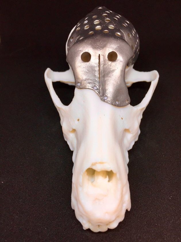 Canadian Researchers Used 3D Printing To Make A New Skull ...