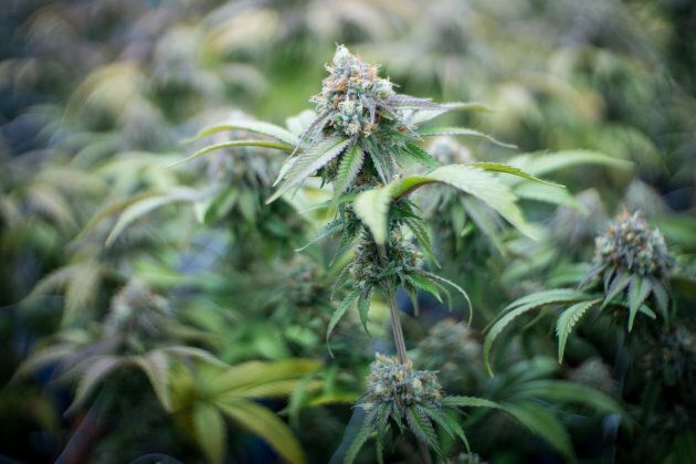 Marijuana legally grown at a farm in Oregon.