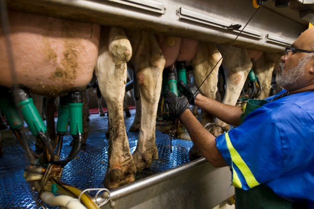 Trump is pushing for concessions that would hit Canadian dairy farmers hard.