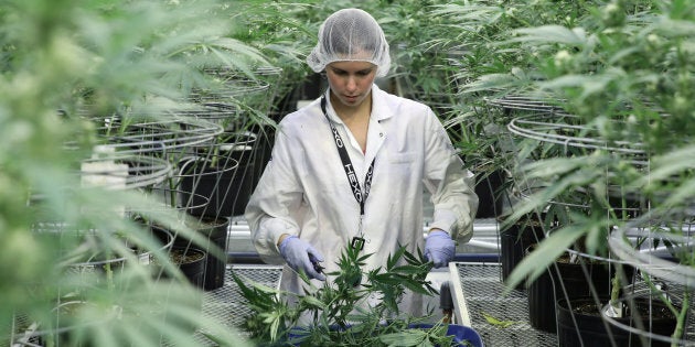 An employee collects cuttings from cannabis plants at Hexo Corp's facilities in Gatineau, Que.