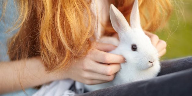 Cosmetic Animal Testing Is Still Legal, But Hopefully Not For Long |  HuffPost Politics