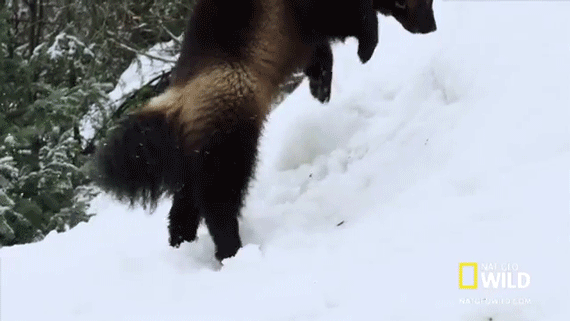 Image result for MAKE GIFS MOTION IMAGES OF CANADA'S WOLVERINES IN THE WILD