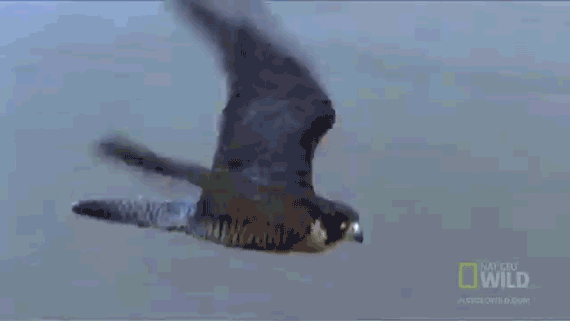 peregrine falcon speed km