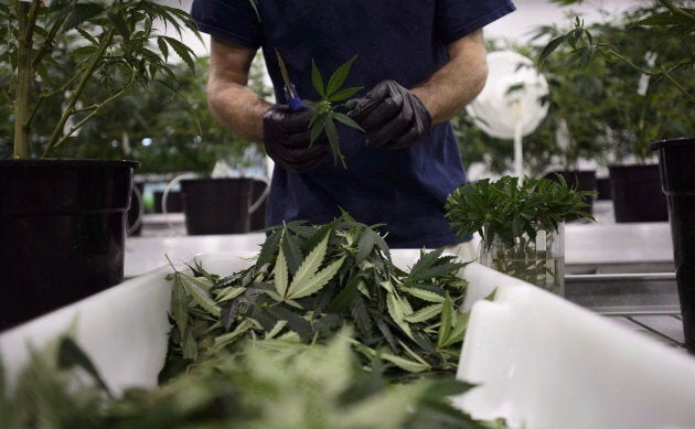 Workers produce medical marijuana at Canopy Growth Corporation's Tweed facility in Smiths Falls, Ont., on Feb. 12, 2018.