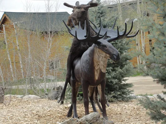 piebald moose