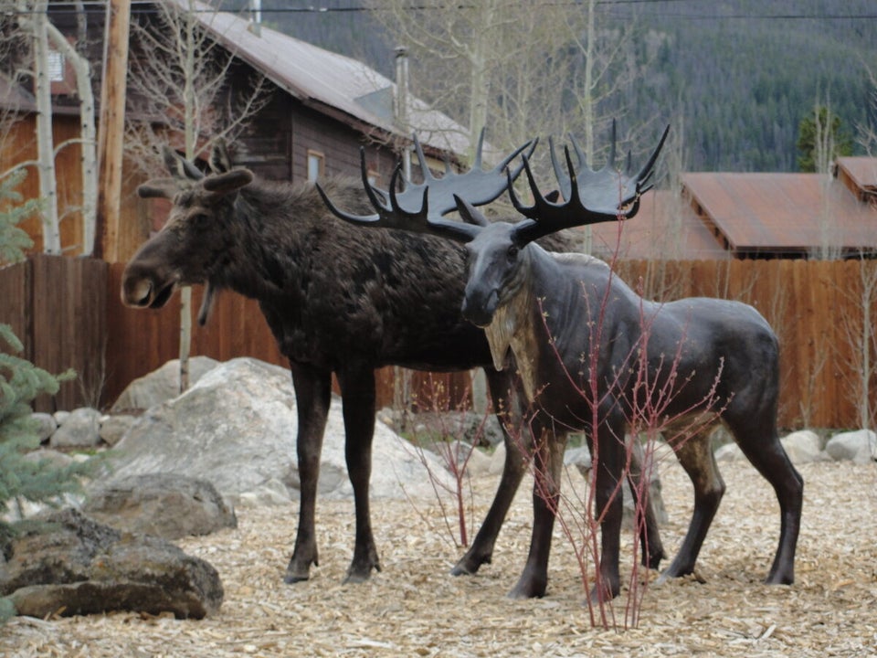 piebald moose