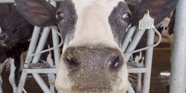 A dairy cow at a Quebec farm on Aug. 31, 2018.