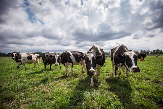 Dairy cows walk in a pasture at Nicomekl Farms, in Surrey, B.C. on Aug. 30, 2018.