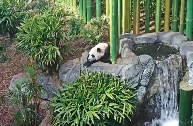 PandaCam viewers can expect to see a lot of bamboo eating...and pooping. According to the Calgary Zoo, pandas poop up to 30 times per day.