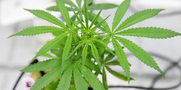 A small marijuana plant grows in a lab at the new Commercial Cannabis Production Program at Niagara College, Oct. 9, 2018.