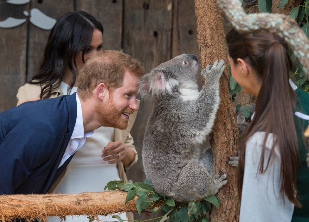 Prince Harry says hello to Rubi.