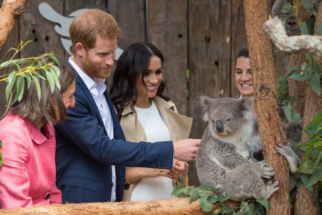 The duke and duchess are introduced to a koala at Taronga Zoo.