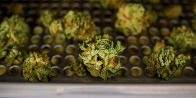 Cannabis buds lay along a drying rack at the CannTrust Niagara Greenhouse Facility in Fenwick, Ont.