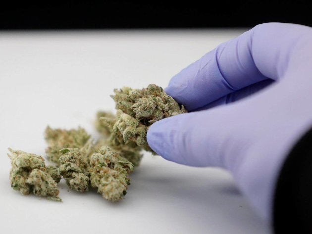 Sorting out cannabis strains.