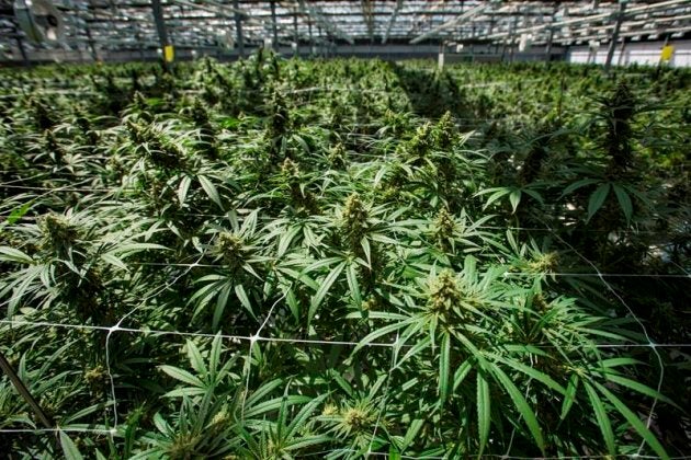 Growers are preparing for cannabis deliveries to ramp up after Oct. 17, 2018.