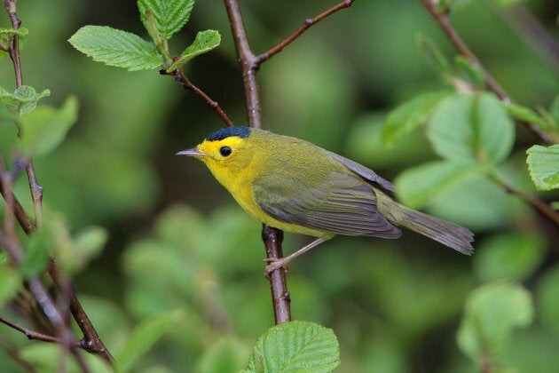 The North French River is alive. Wilson's Warbler is one of the many species native to the area.