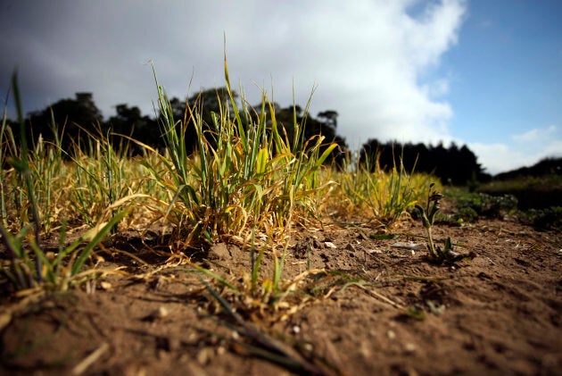 Barley grows in a dry field at a farm near Thetford, U.K. Scientists say climate change may cause significant barley shortages.