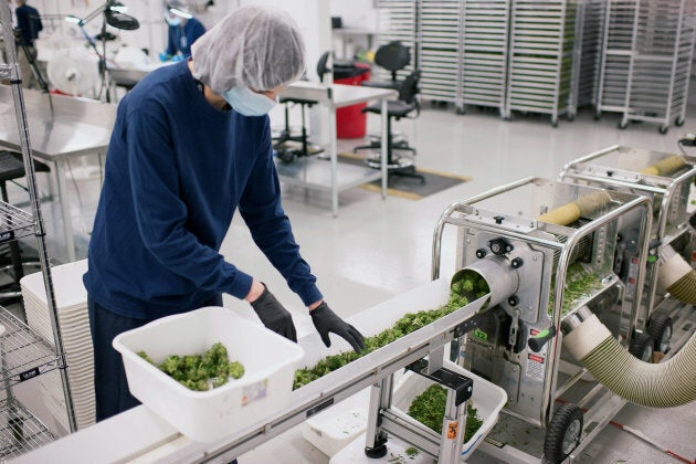 An employee loads medical marijuana cuttings into the automated trimmer at the Tweed Inc. facility in Smith Falls, Ont.