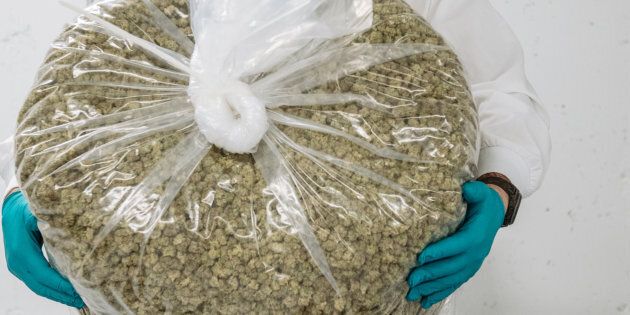 A worker holds a bag of manicured buds at the CannTrust Holdings Inc. cannabis production facility in Fenwick, Ont. on Oct. 15, 2018.