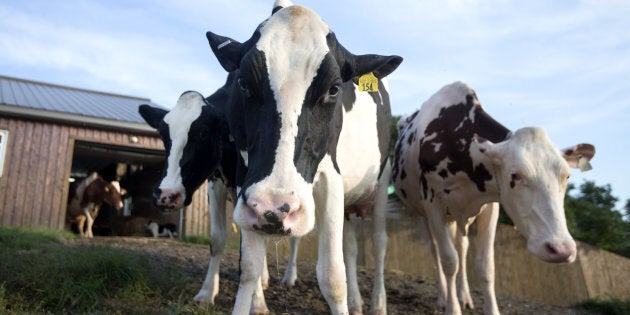 Cows stand at the Lookout dairy farm in North Hatley, Que., Sept. 5, 2018.