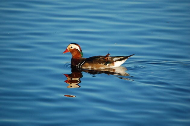 A Mandarin duck at Burnaby Lake Park on Sept. 28, 2018.