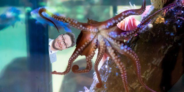 Meet Ceph Rogen, the Vancouver Aquarium's newest octopus.