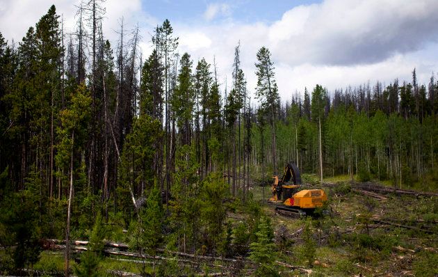A feller buncher cuts down trees west of Quesnel, B.C. on July 10, 2013.