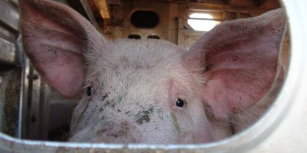 Once in China, this pig will be crammed into a barren metal and concrete crate in a high-rise factory farm and forced to produce piglet after piglet.