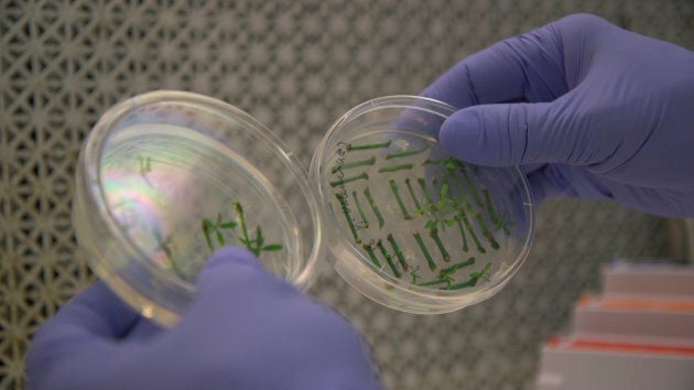 Fred Gmitter, a geneticist at the University of Florida Citrus Research and Education Center, holds citrus seedlings that are used for gene editing research at the University of Florida.