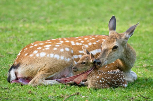 A doe eating her own placenta.