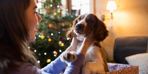 Do your due diligence before you give a pet as a Christmas gift.