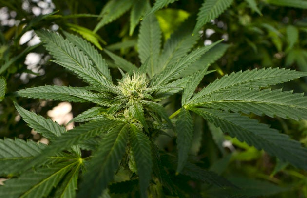 This Sept. 11, 2018, file photo shows a marijuana plant in San Luis Obispo, Calif.