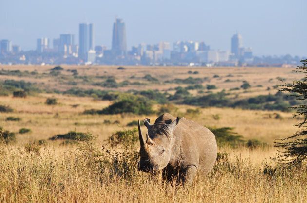 A rhino in Nairobi National Park standing in front of the city of Nairobi, Kenya.