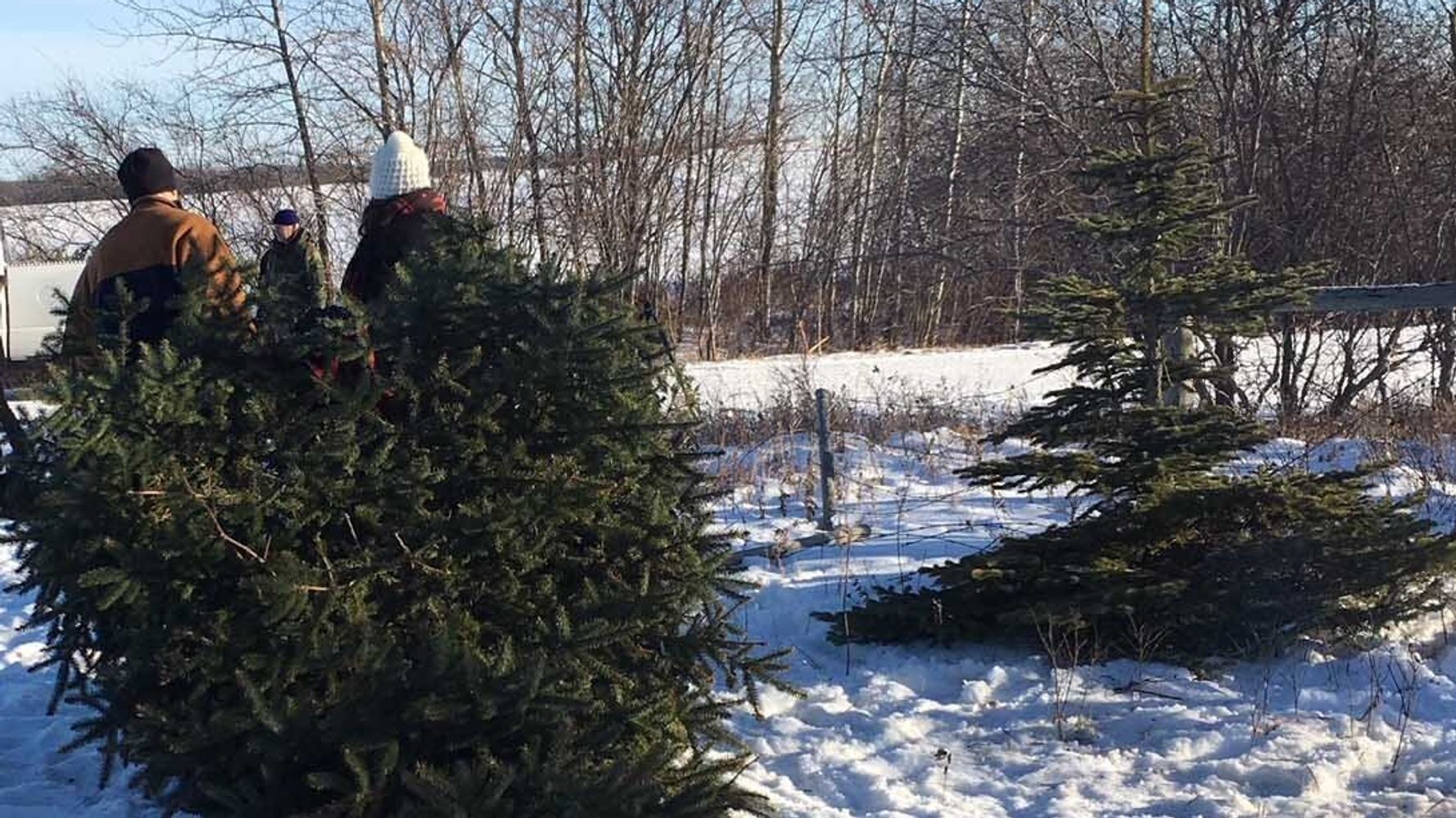 Here's The Proper Way To Recycle Your Christmas Tree | HuffPost Canada Life